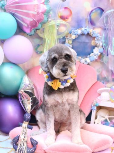 20240814ディアくん